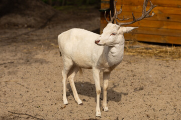 Majestic white deer with antlers standing gracefully in natural setting on sunny day. Concept of mythical symbolism, spiritual legend, rare wildlife beauty, and mysterious presence in nature