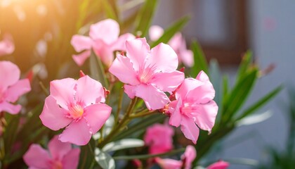 Obraz premium Charming pink oleander blooms bathed in soft sunlight in the garden