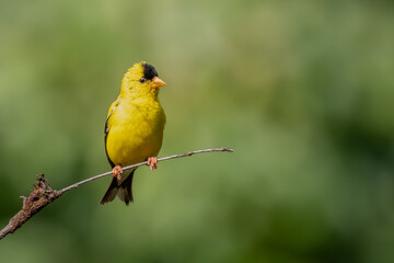 An American goldfinch perched on a tree branch