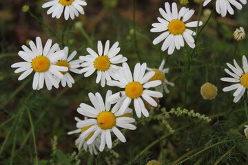 daisies in the garden