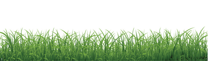 Obraz premium green grass isolated on white