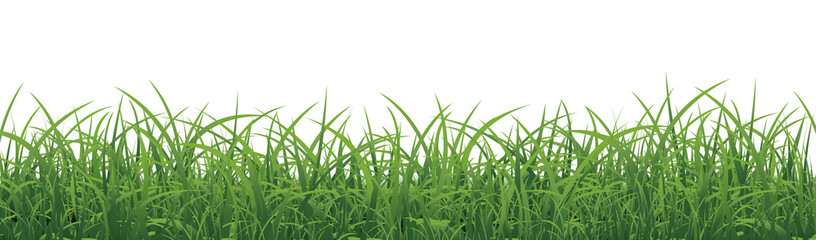 Green Grass Border With White Background