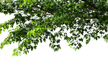 Obraz premium Close-up view of a branch with beautiful green leaves, taken with natural light from behind, isolated on a transparent background png file.