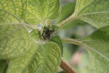spider on a leaf