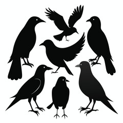 Collection of Black Bird Silhouettes in Various Poses on White Background flying