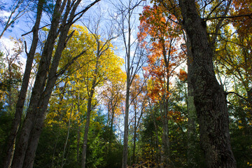 autumn in the forest
