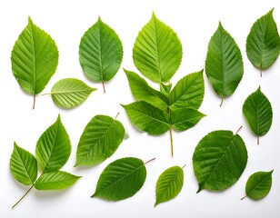 Fototapeta premium Fresh green leaves arranged in a symmetrical pattern against a bright white background, showcasing their intricate details and vibrant hues.