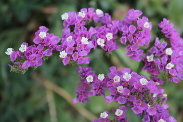 Obraz premium Limonium sinuatum purple 
