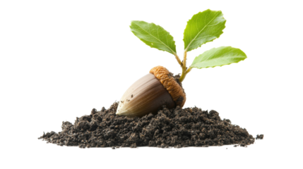 Acorn Seedling Growing in Soil isolated on a Transparent or white Background