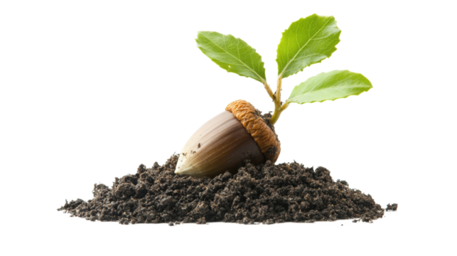 Acorn Seedling Growing in Soil isolated on a Transparent or white Background