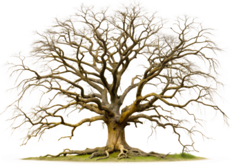 A large, bare oak tree in winter, isolated on transparent background