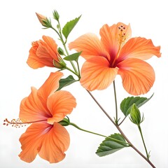 Three vibrant orange hibiscus flowers on a stem with green leaves against a white background