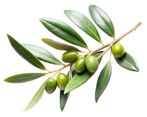 Olive branch with green olives isolated on transparent background