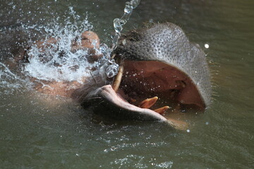 Hippopotamus in lake water