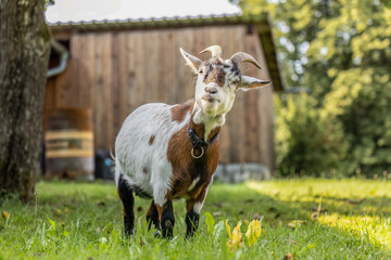 A cute pygmy dwarf goat with brown and white coat pattern looking cheeky in front of a barn