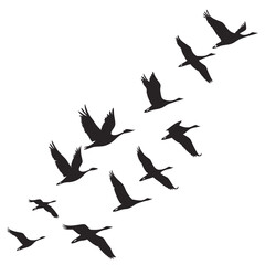 Flock of Geese Silhouettes Flying in Formation on White Background goose bird