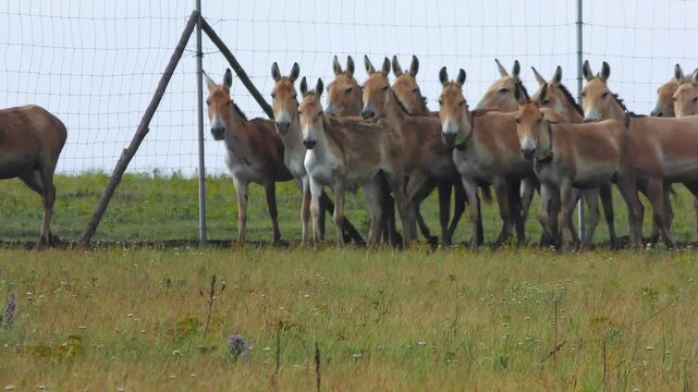 A group of Onagers (Equus hemionus) during spring molting walks along the net of the acclimatization enclosure.