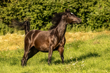 A majestic black arabian horse galloping across a summer pasture outdoors