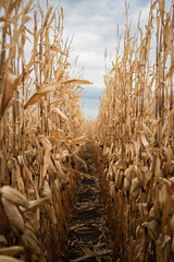 Autumn pathway through dried cornfield maze with golden stalks, farmland harvest scene,...