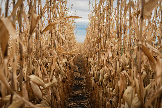 Autumn pathway through dried cornfield maze with golden stalks, farmland harvest scene, agricultural crop rows, rural farming landscape, countryside agriculture and seasonal farm field background