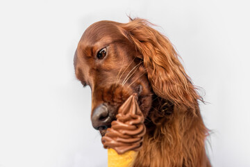 Portrait of an irish setter dog licking ice cream on white background