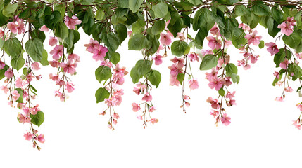 Hanging pink flower vines with green leaves isolated on white background. 