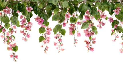Hanging pink flower vines with green leaves isolated on white background. 