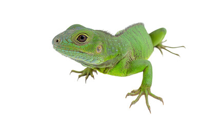 Obraz premium Green Lizard Against White Background Image