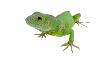 Green Lizard Against White Background Image