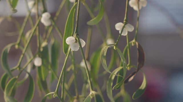 Green Mistletoe Twig Sprig with White Berries Seed Balls Hanging on a Rope on Cold Snowy Winter Day
