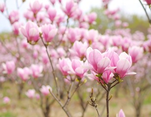 Obraz premium Blossoming magnolia trees in springtime