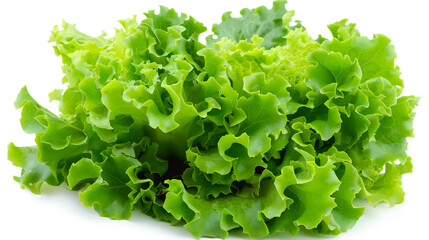 Vibrant crisp green lettuce leaves ready for healthy meal preparation and culinary use