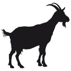 Silhouette of a standing goat with curved horns and a beard on white animal livestock