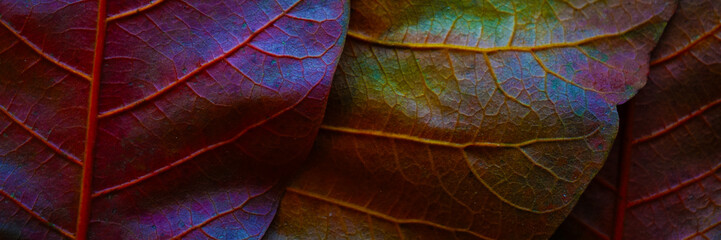 Obraz premium Leaf leaves fallen close-up macro. Dark purple red burgundy brown orange abstract autumn fall background. Vein line. Bright colorful multicolored mix. October November. Design. Wide banner. Panoramic.