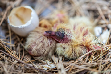 Newly hatched pigeons in the nest