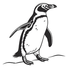 Stylized Black And White Penguin Standing On A White Background animal bird