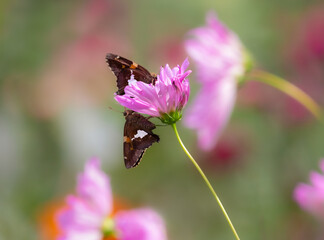 two butterflies on pink flower