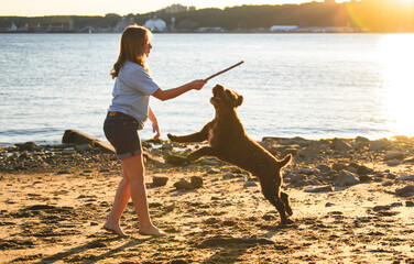 Portrait of one brown portuguese water dog outdoors on the beach with little child girl play with...