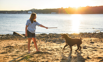 Portrait of one brown portuguese water dog outdoors on the beach with little child girl play with...