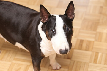 Bull terrier dog indoors. Black and white pet portrait. Cute domestic animal looking up. Short haired dog breed. Home interior with wooden floor. Loyal family companion.
