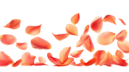 Floating Rose Petals  isolated on a Transparent or white Background