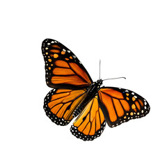 Fototapeta premium Monarch butterfly isolated on transparent background a vibrant and detailed depiction of a monarch butterfly, showcasing its orange and black wings, perfect for nature and wildlife themes