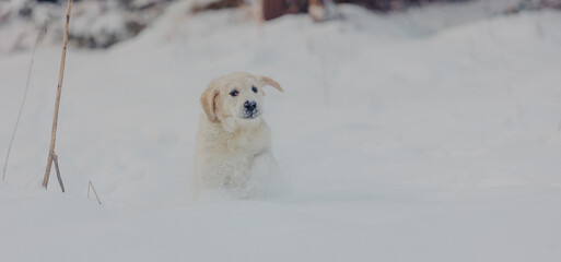 Cute golden Retriever puppy plays in the woods in winter