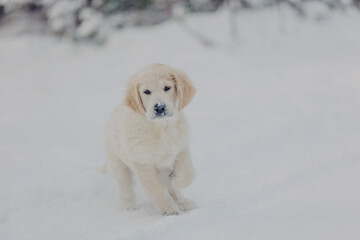 Cute golden Retriever puppy plays in the woods in winter