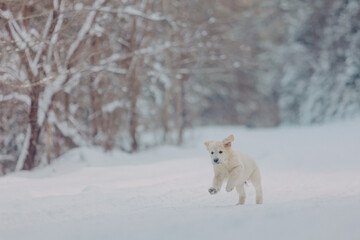 Cute golden Retriever puppy plays in the woods in winter