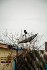 Satellite Dish on Bare Branches in Fog