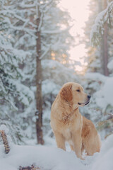 Cute golden Retriever puppy plays in the woods in winter