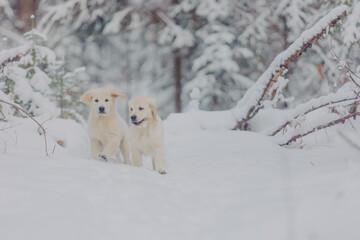 Cute golden Retriever puppy plays in the woods in winter