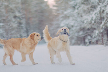 Golden Retrievers play in winter in the woods among the snow