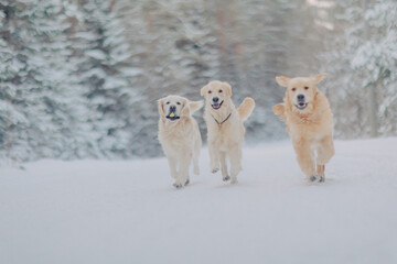Golden Retrievers play in winter in the woods among the snow